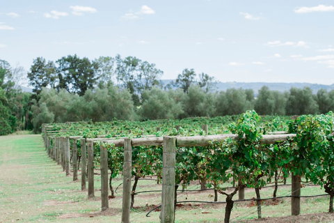 Tranquil Vale Vineyard - Accommodation Mooloolaba 2