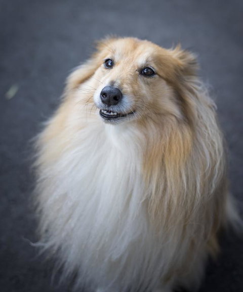 Walhalla Wild Cherry - Accommodation Mooloolaba 3