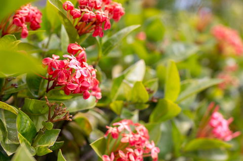 Sails On Horseshoe - Accommodation Mooloolaba 23