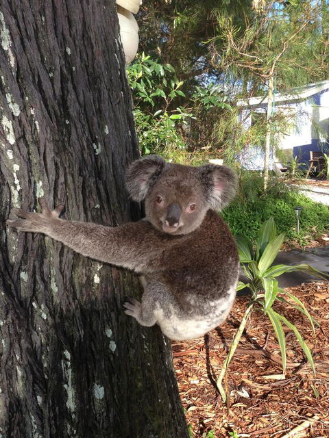 Sea Shanties - Accommodation Mooloolaba 9