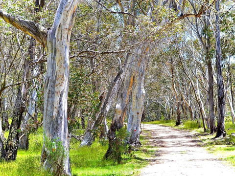 Cabin 3 - Snowy Accommodation - Accommodation Mooloolaba 1