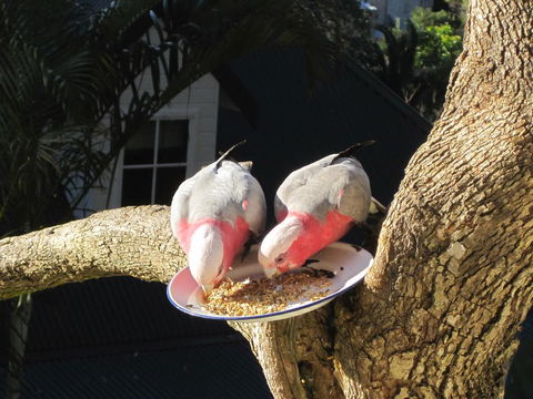 Avoca Breezes - Accommodation Mooloolaba 2