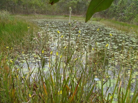 Back To The Bush - Accommodation Mooloolaba 3