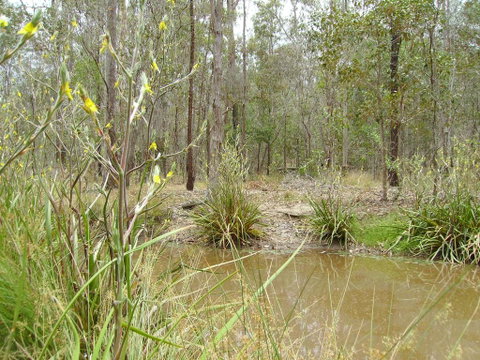 Back To The Bush - Accommodation Mooloolaba 2