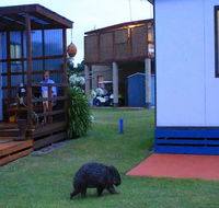 BIG4 Kelso Sands Holiday  Native Wildlife Park - Accommodation Mooloolaba