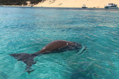 Cruise In Moreton Bay Marine Park And Moreton Island - Accommodation Mooloolaba 2