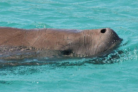 Cruise In Moreton Bay Marine Park And Moreton Island - Accommodation Mooloolaba 3