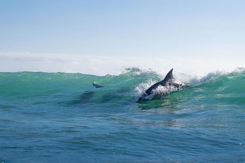 Private Tangalooma Wrecks Tour - Accommodation Mooloolaba 2