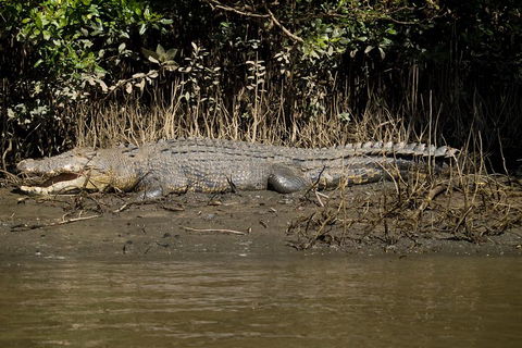 5-Day Best Of Cairns With Daintree, Kuranda, And Great Barrier Reef - Accommodation Mooloolaba 5