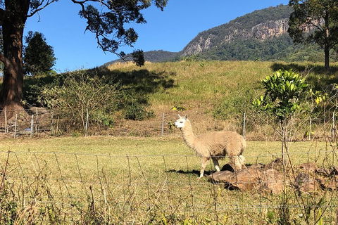 Waterfall Tour - Accommodation Mooloolaba 2