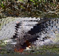 Full Day Tour in the Daintree - Accommodation Mooloolaba