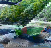 Afternoon Half-Day Daintree Rainforest and River Tour - Accommodation Mooloolaba