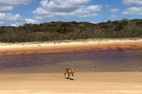 Pippies 3 Days 2 Nights Fraser Island Tour - Accommodation Mooloolaba 2