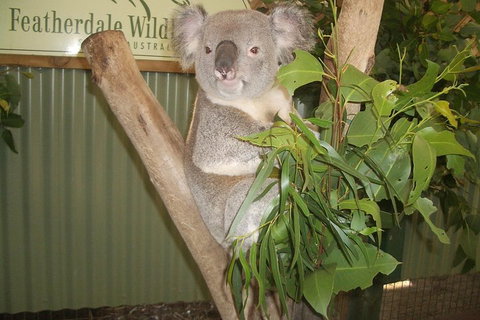 Full-Day Private Blue Mountains Tour With River Cruise - Accommodation Mooloolaba 2