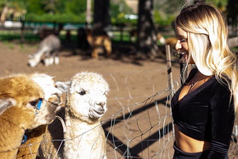 O'Reilly's & Lamington National Park Incl. Alpaca Farm + Vineyard - Accommodation Mooloolaba 3