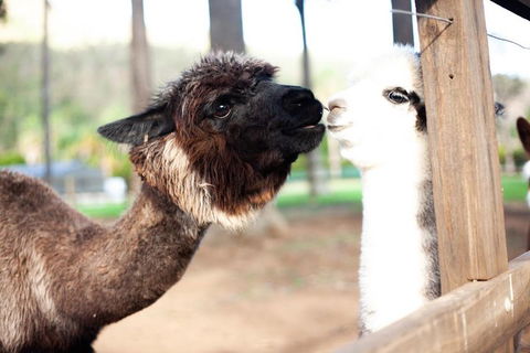 O'Reilly's & Lamington National Park Incl. Alpaca Farm + Vineyard - Accommodation Mooloolaba 4