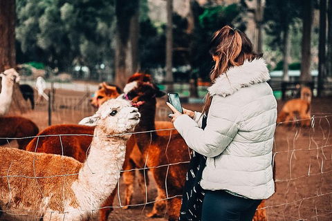 O'Reilly's & Lamington National Park Incl. Alpaca Farm + Vineyard - Accommodation Mooloolaba 5