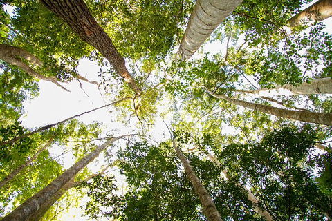 Fraser Island 4WD Tour From Noosa - Accommodation Mooloolaba 0