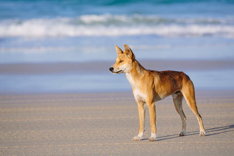 Fraser Island 4WD Tour From Noosa - Accommodation Mooloolaba 5