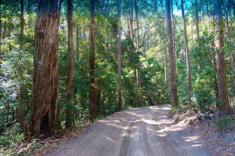 Fraser Island 4WD Tour From Rainbow Beach - Accommodation Mooloolaba 4