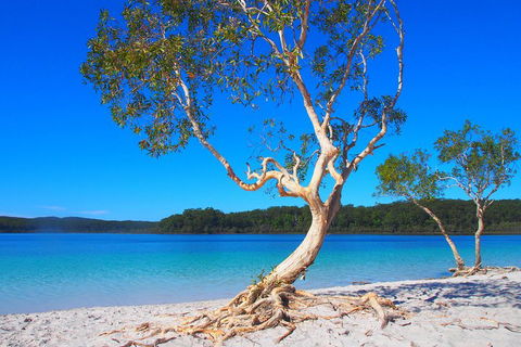 Fraser Island 4WD Tour From Rainbow Beach - Accommodation Mooloolaba 5