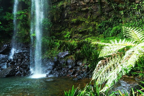 Private Tour - Rainforest & Waterfalls Extravaganza - Accommodation Mooloolaba 1