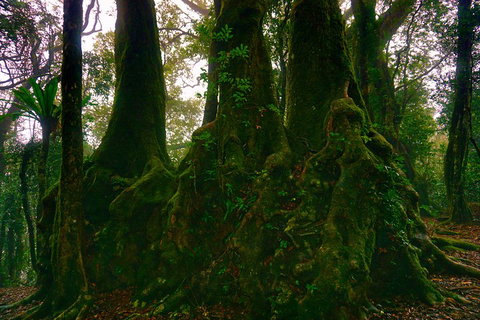 Private Tour - Rainforest & Waterfalls Extravaganza - Accommodation Mooloolaba 5