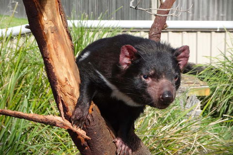 Tasmania 4 Day East Coast + Launceston - Accommodation Mooloolaba 2