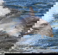 Noosa Oceanrider Scenic Dolphin Safari - Accommodation Mooloolaba