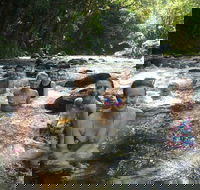 Daintree Rainforest Cape Tribulation Mossman Gorge Small-Group Day Tour - Accommodation Mooloolaba