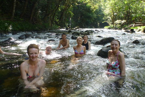 Daintree Rainforest, Cape Tribulation, Mossman Gorge Small-Group Day Tour - Accommodation Mooloolaba 0