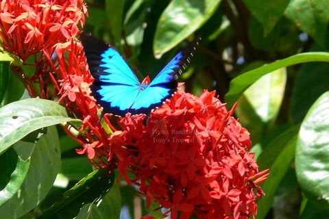 Daintree Rainforest, Cape Tribulation, Mossman Gorge Small-Group Day Tour - Accommodation Mooloolaba 2