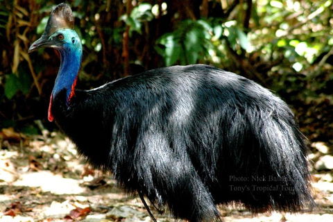 Daintree Rainforest, Cape Tribulation, Mossman Gorge Small-Group Day Tour - Accommodation Mooloolaba 3