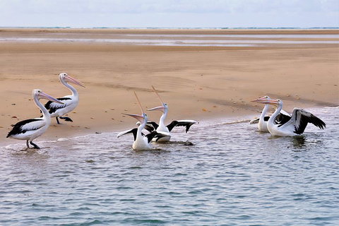 Town Of 1770 Afternoon Cruise - Accommodation Mooloolaba 4