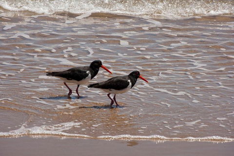 1770 Coastline Tour By LARC Amphibious Vehicle Including Picnic Lunch - Accommodation Mooloolaba 2