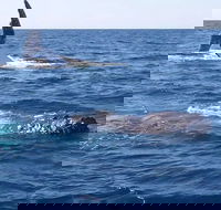 Noosa Whale Watching - Accommodation Mooloolaba