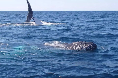 Noosa Whale Watching - Accommodation Mooloolaba 0