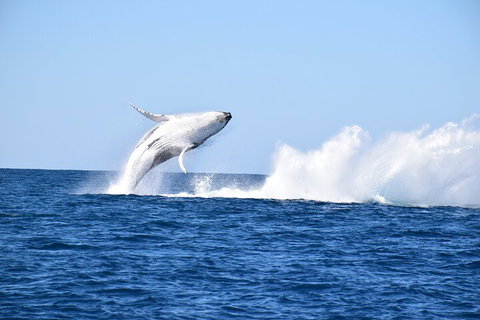 Noosa Whale Watching - Accommodation Mooloolaba 1