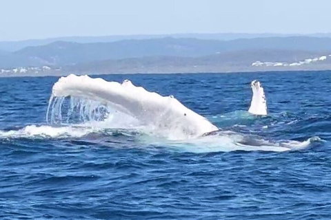 Noosa Whale Watching - Accommodation Mooloolaba 5