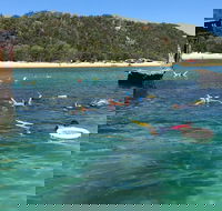 All Inclusive Dolphin and Tangalooma Wrecks Cruise - Accommodation Mooloolaba