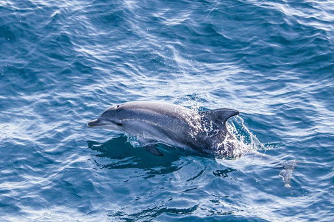 All Inclusive Dolphin And Tangalooma Wrecks Cruise - Accommodation Mooloolaba 1