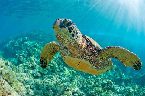 All Inclusive Tangalooma Wrecks Cruise Tour From Gold Coast - Accommodation Mooloolaba 4