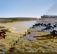 Kangaroo Island Personal Group Tours - Accommodation Mooloolaba