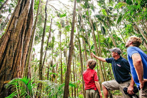 Natural Bridge & Springbrook Waterfalls Tour + Hot Air Balloon With Breakfast - Accommodation Mooloolaba 5