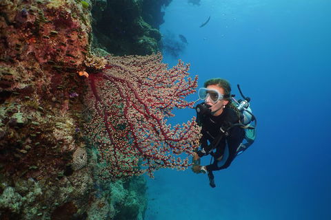 Silversonic Outer Great Barrier Reef Dive And Snorkel Cruise From Port Douglas - Accommodation Mooloolaba 0