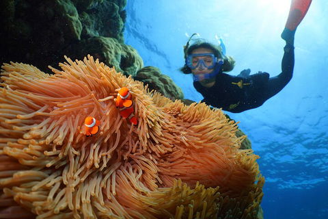 Silversonic Outer Great Barrier Reef Dive And Snorkel Cruise From Port Douglas - Accommodation Mooloolaba 3