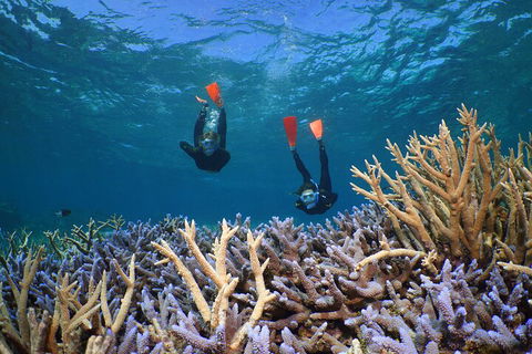 Silversonic Outer Great Barrier Reef Dive And Snorkel Cruise From Port Douglas - Accommodation Mooloolaba 4