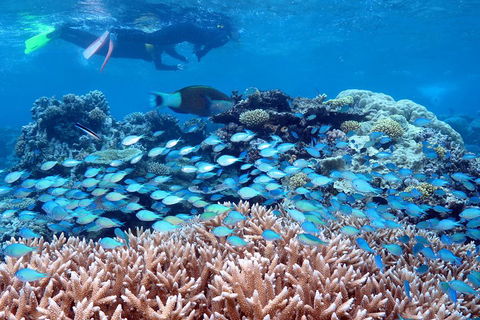 Silversonic Outer Great Barrier Reef Dive And Snorkel Cruise From Port Douglas - Accommodation Mooloolaba 5