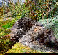 Cradle Mountain National Park Day Tour from Launceston - Accommodation Mooloolaba