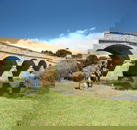 Bonorong Wildlife Park and Richmond Afternoon Tour from Hobart - Accommodation Mooloolaba